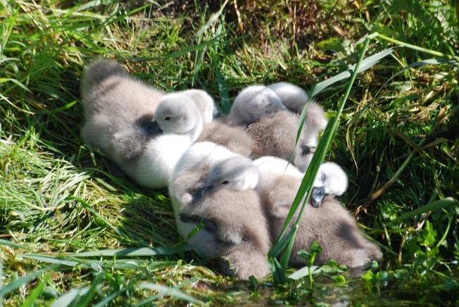 cygnets